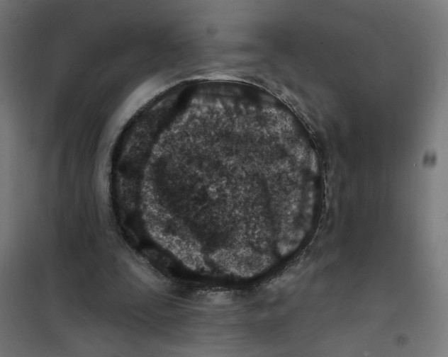 X0000101180295200807250946