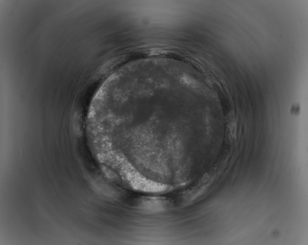 X0000101180316200807250946