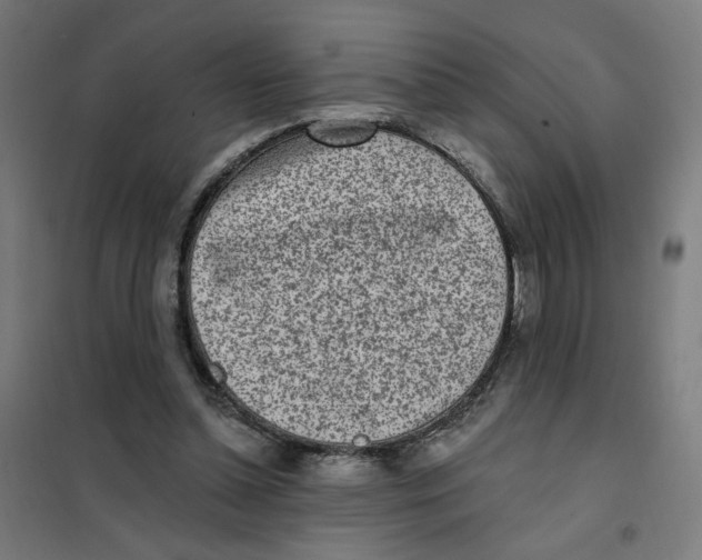 X0000101180348200807250945