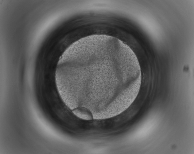 X0000101180383200807250945