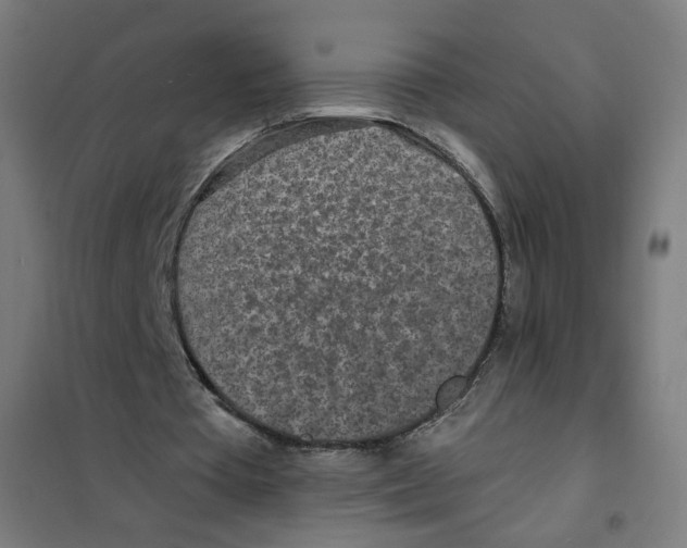 X0000101180385200807250945