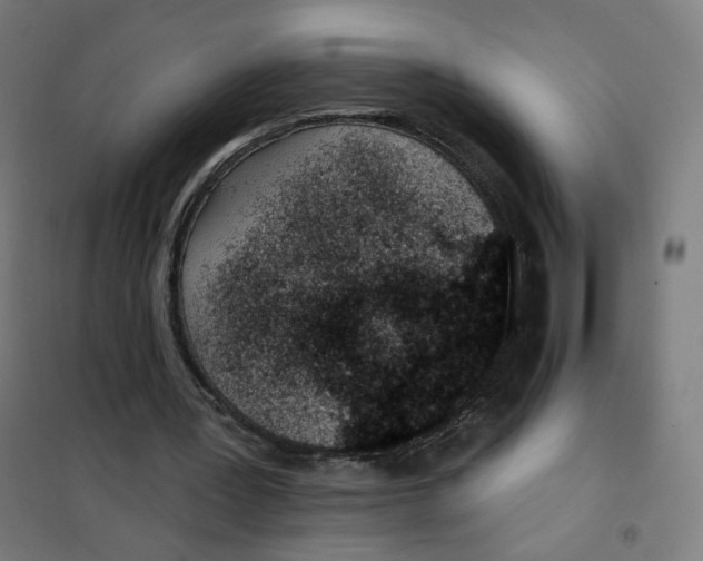 X0000101180387200807250945