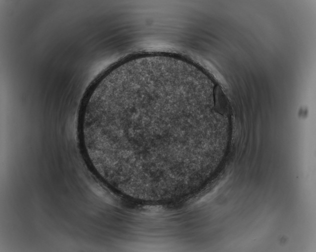 X0000101180391200807250945