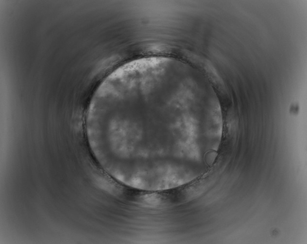 X0000101180423200807250944