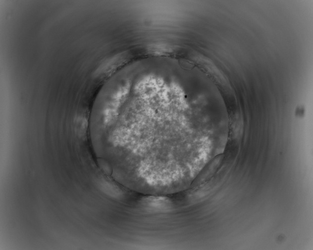 X0000101180427200807250944