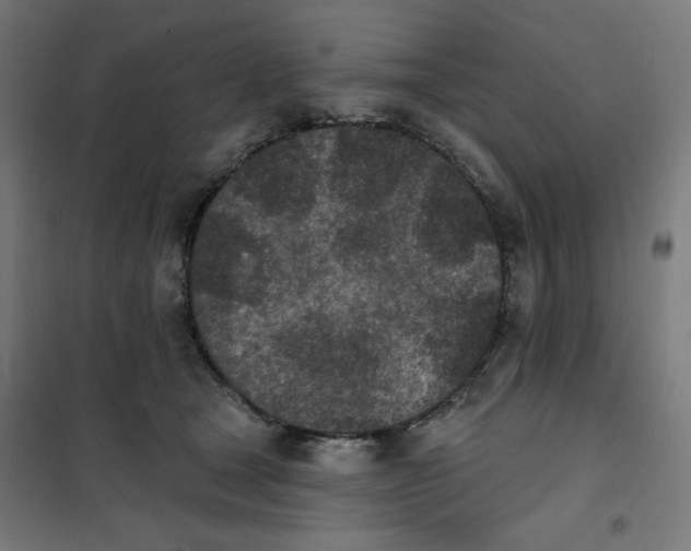 X0000101180465200807250944