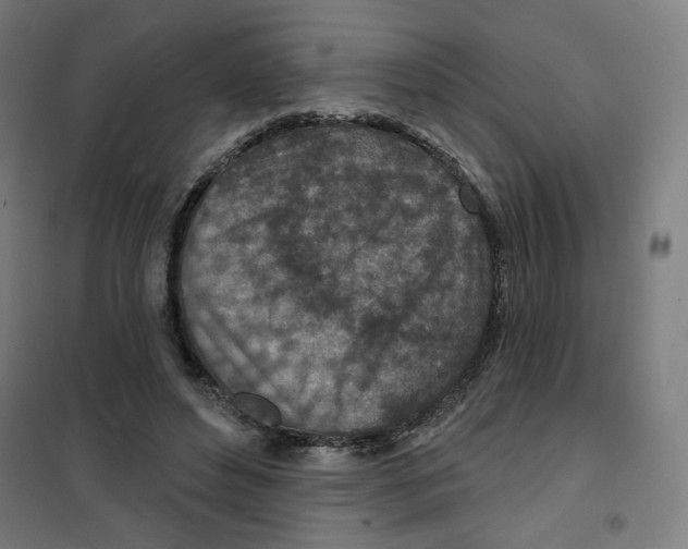 X0000101180496200807250943