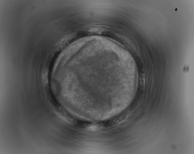 X0000101180504200807250943