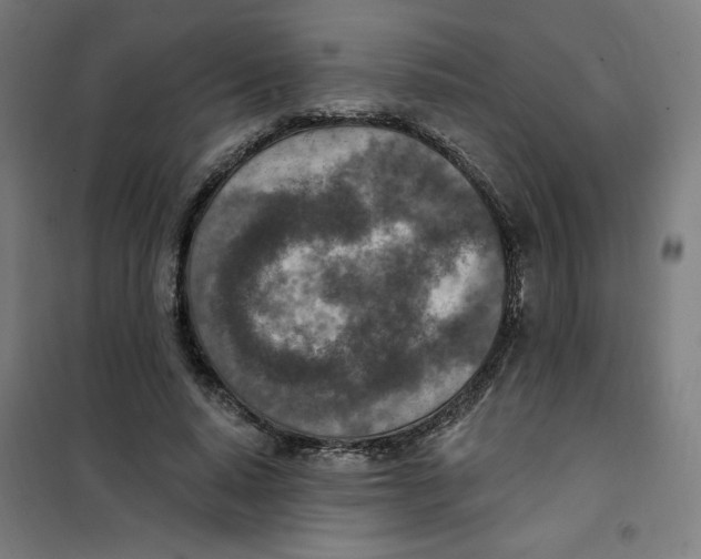 X0000101180640200807250941