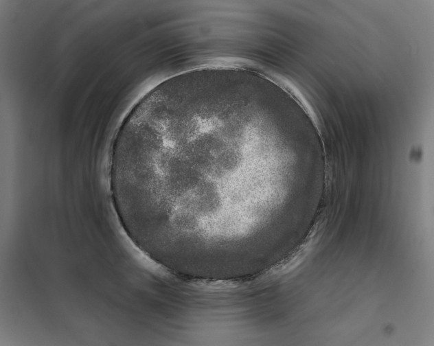 X0000101180851200807250938