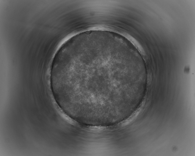 X0000101180854200807250938