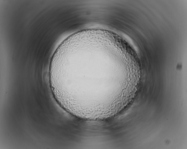 X0000101180863200807250938