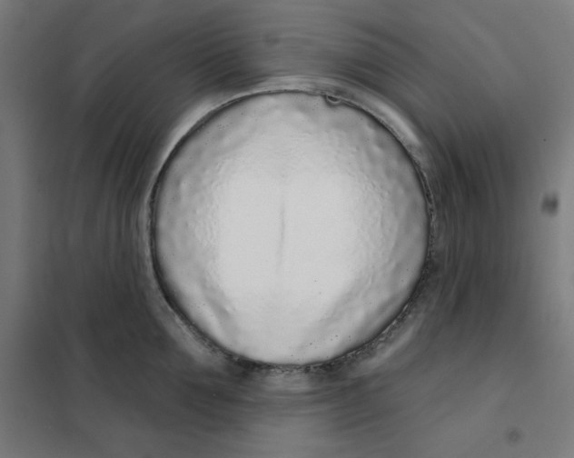 X0000101180907200807250937