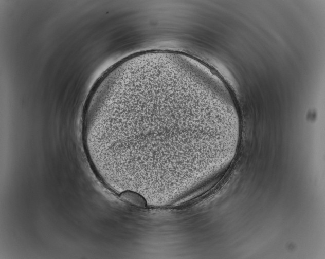 X0000101180944200807250936