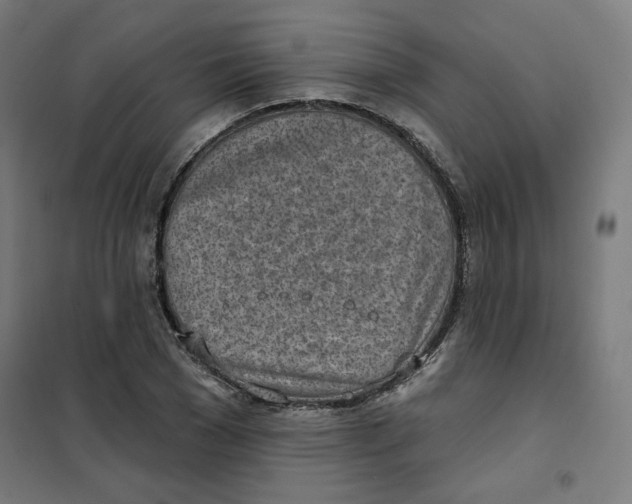 X0000101180977200807250935