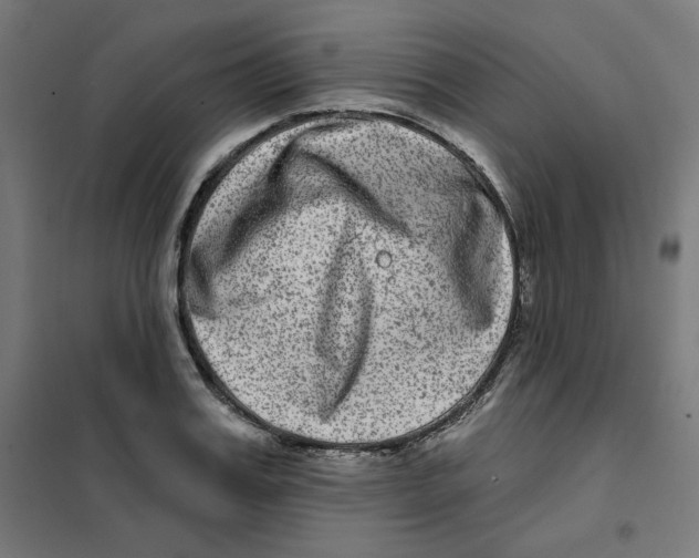 X0000101180987200807250935