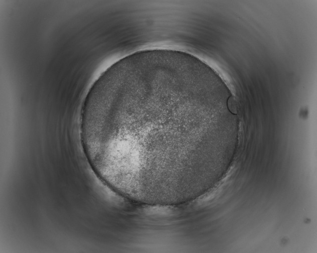 X0000101180998200807250935