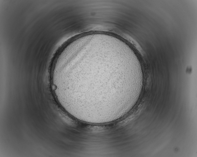 X0000101181027200807250934