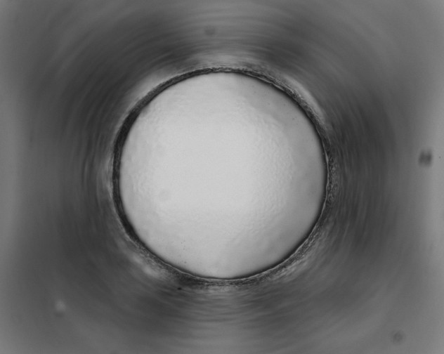 X0000101181035200807250935