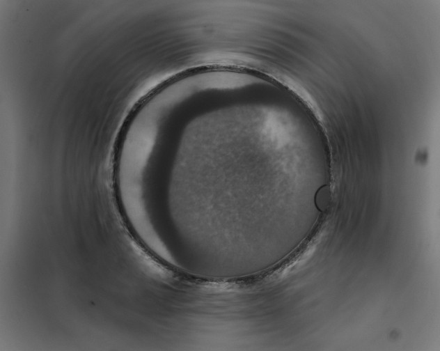 X0000101181037200807250935