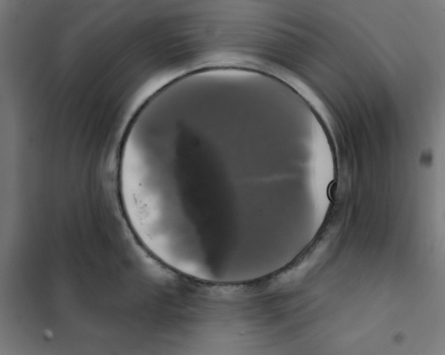 X0000101181053200807250935