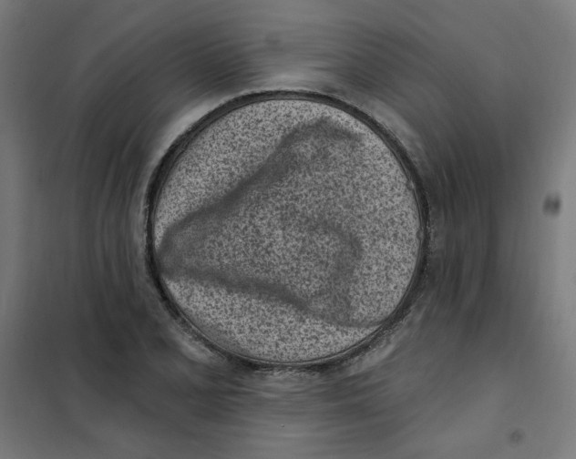 X0000101181077200807250934