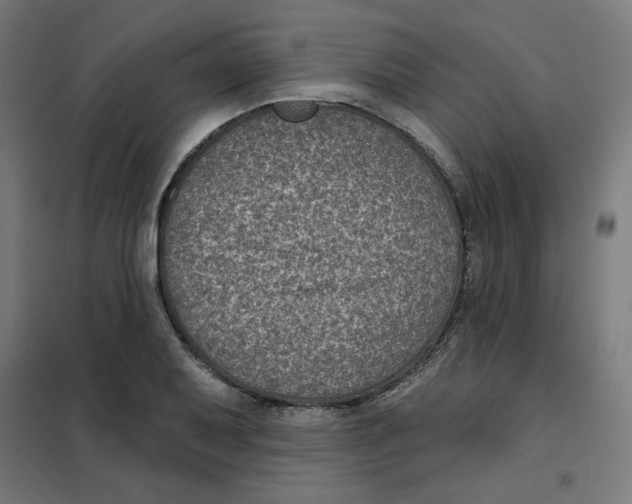 X0000101181079200807250934