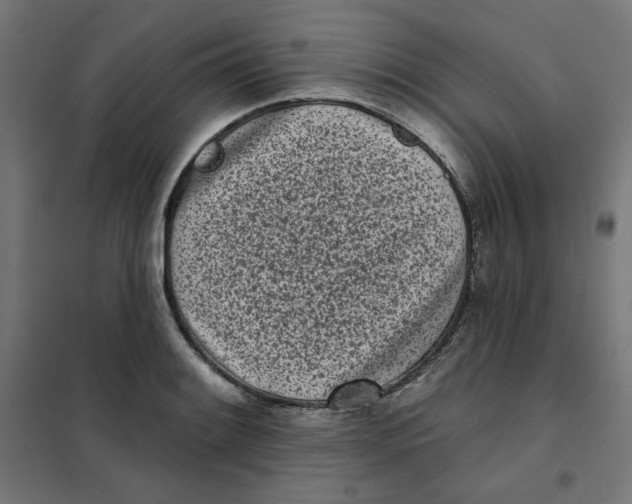 X0000101181084200807250934