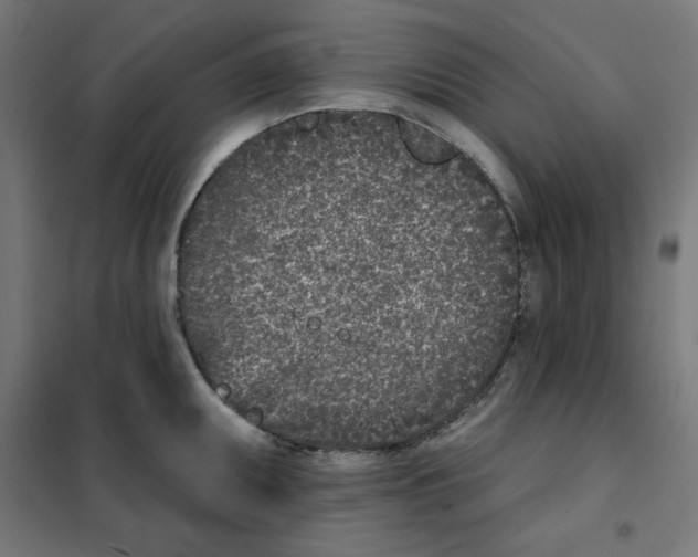 X0000101181095200807250934