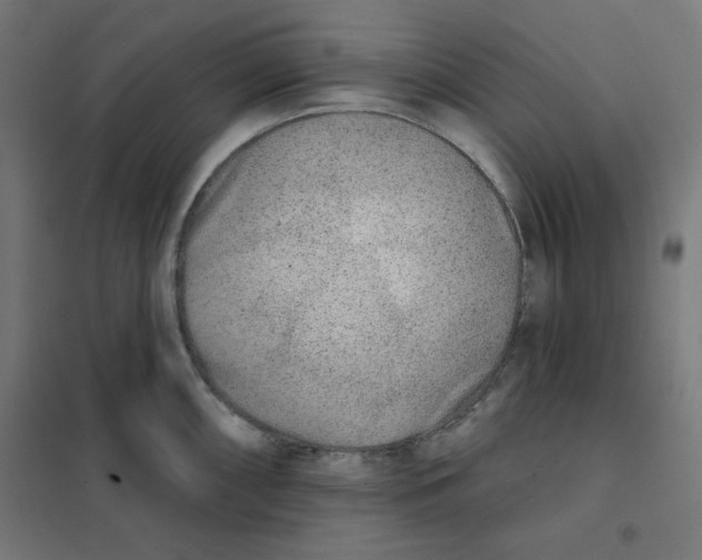 X0000101181098200807250934