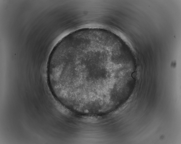 X0000101181229200807250932