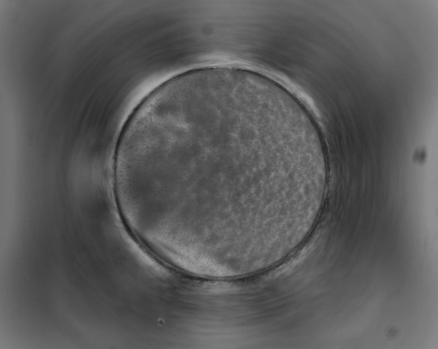 X0000101181239200807250932