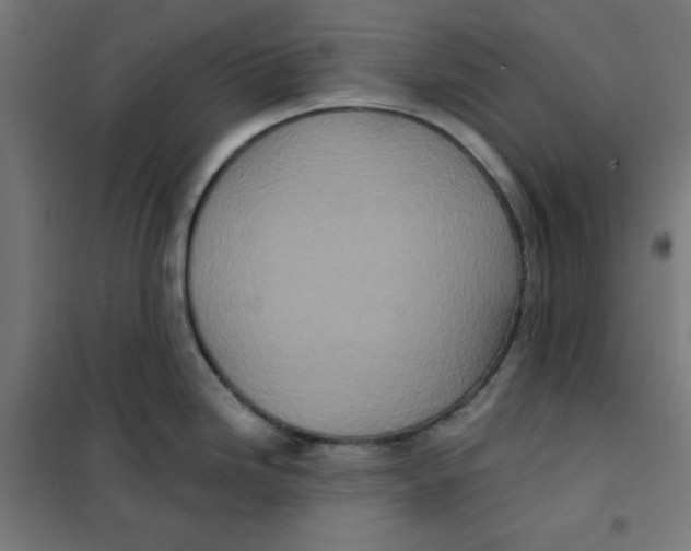 X0000101181246200807250932