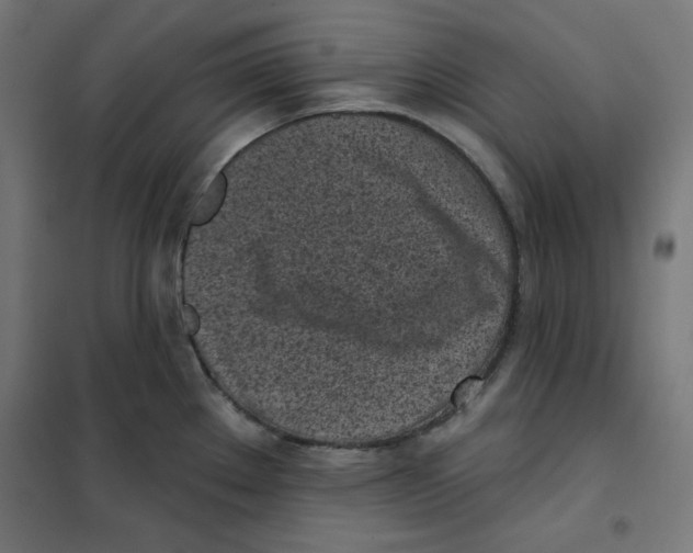 X0000101181289200807250931