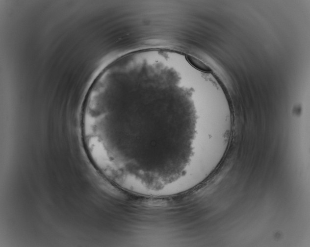 X0000101181291200807250931