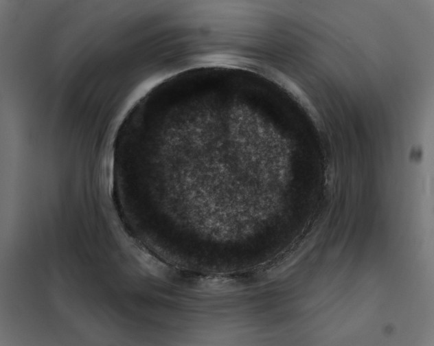 X0000101181323200807250931