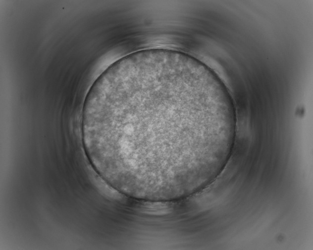 X0000101181338200807250931