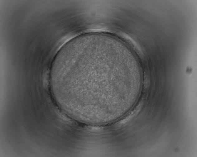 X0000101181361200807250930