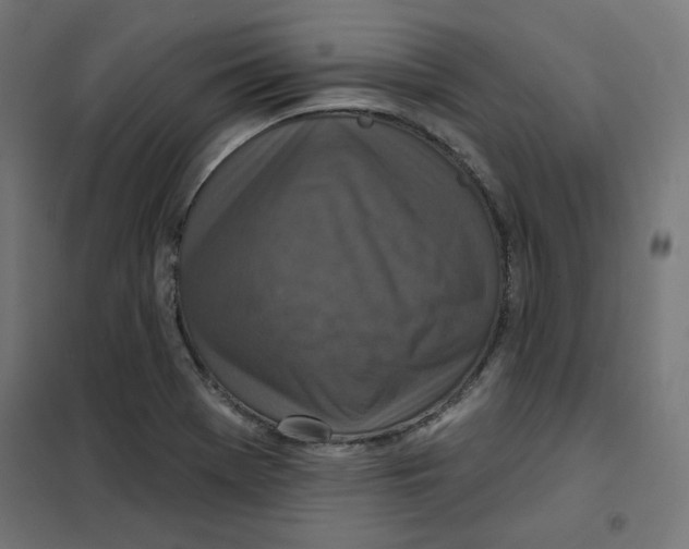 X0000101181369200807250930