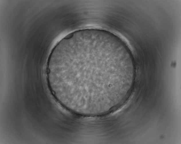 X0000101181373200807250930