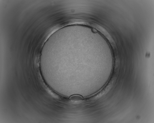 X0000101181377200807250930