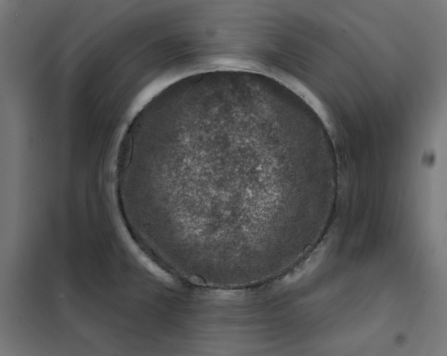 X0000101181381200807250930