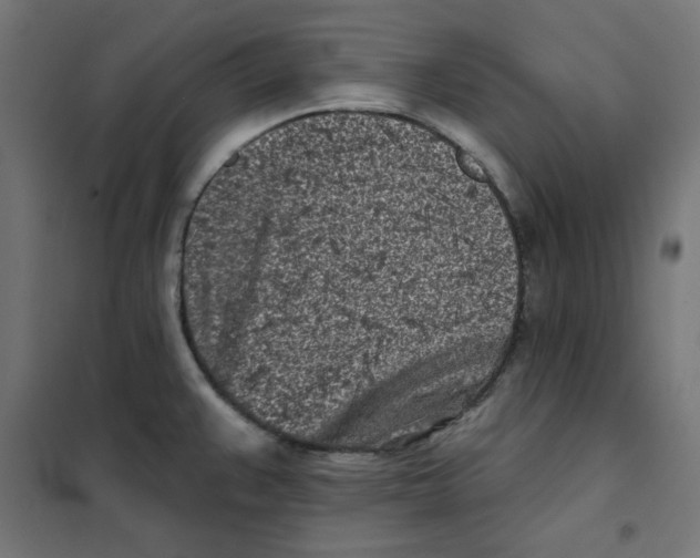 X0000101181383200807250930