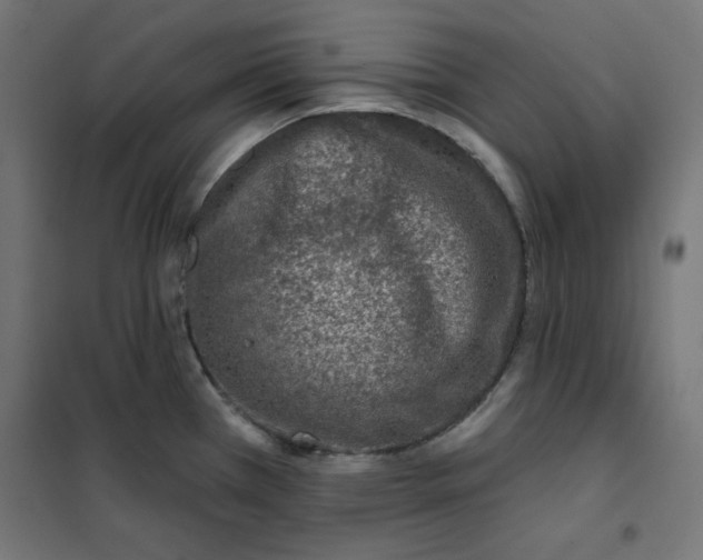 X0000101181385200807250930