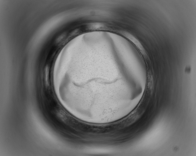 X0000101181439200807250929