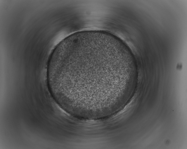 X0000101181459200807250929