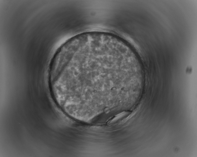 X0000101181463200807250928