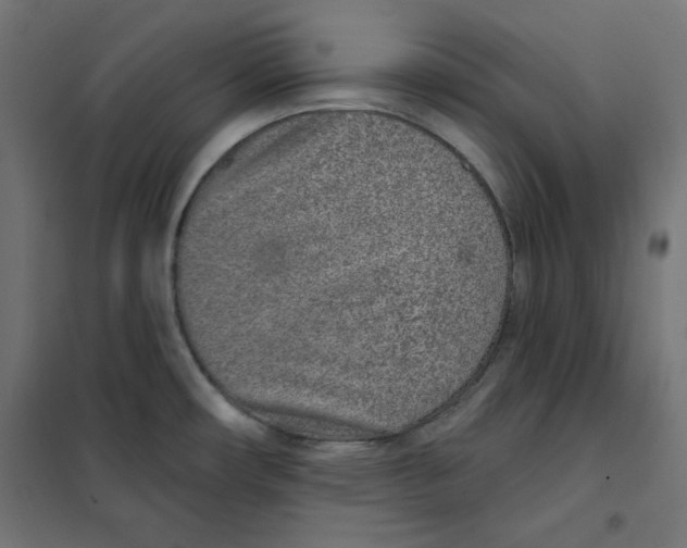 X0000101181482200807250928