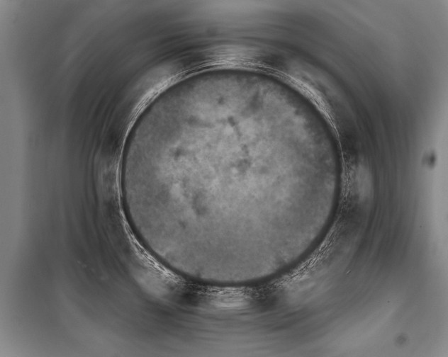X0000101191338200806271306