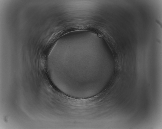 X0000101190035200807110955